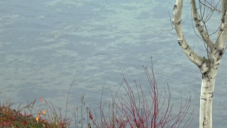 Langsame-Wellen-Am-Flussufer-Mit-Birken