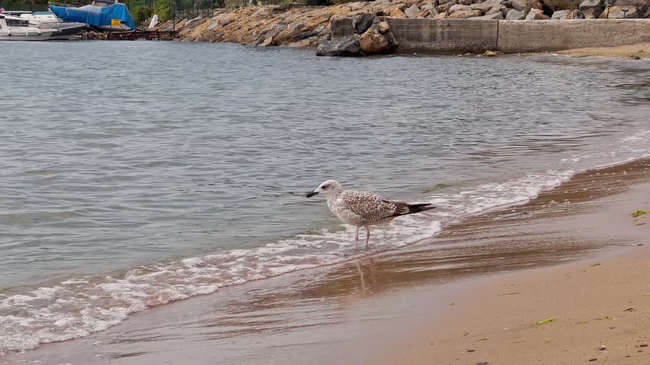 해변에서 갈매기