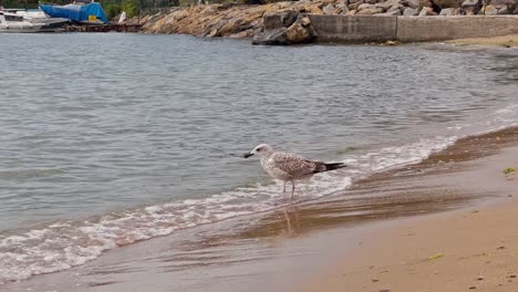 gaviota en la playa