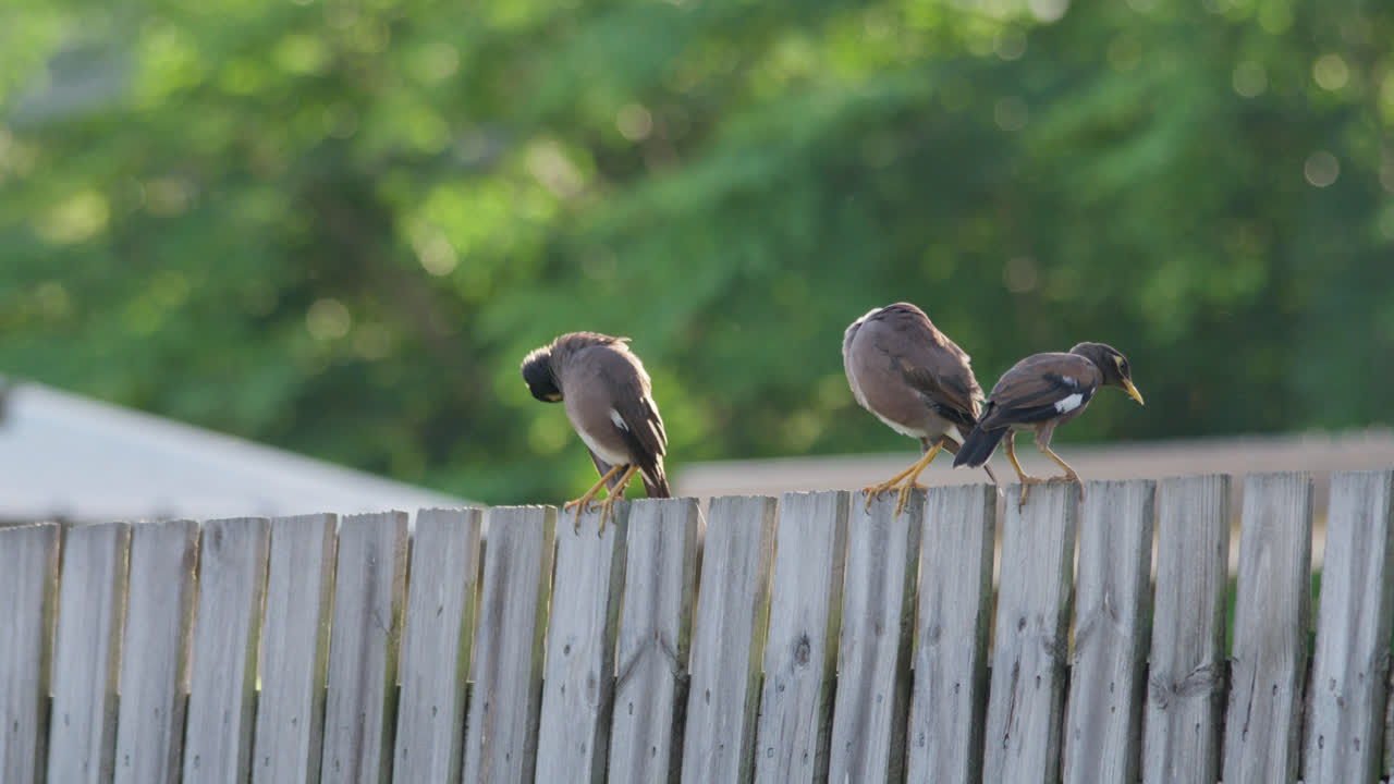 Close up, A family of Indian miner birds preening themselves on a wood fence and fly off one at a time, Townsville, Queensland, Australia.