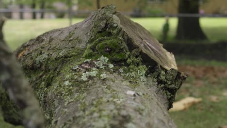 a fallen limb of a red oak tree after high winds