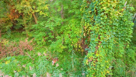 wild deer hiding in green, dense bushes, canada