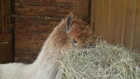 Alpaca-De-Pelo-Castaño-Calentando-Heno-En-Un-Recinto-De-Pequeña-Granja