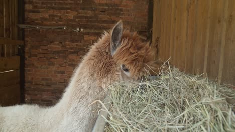 alpaca de pelo castaño calentando heno en un recinto de pequeña granja
