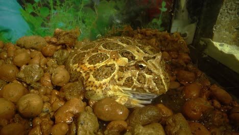 Giant Toad in a Terrarium
