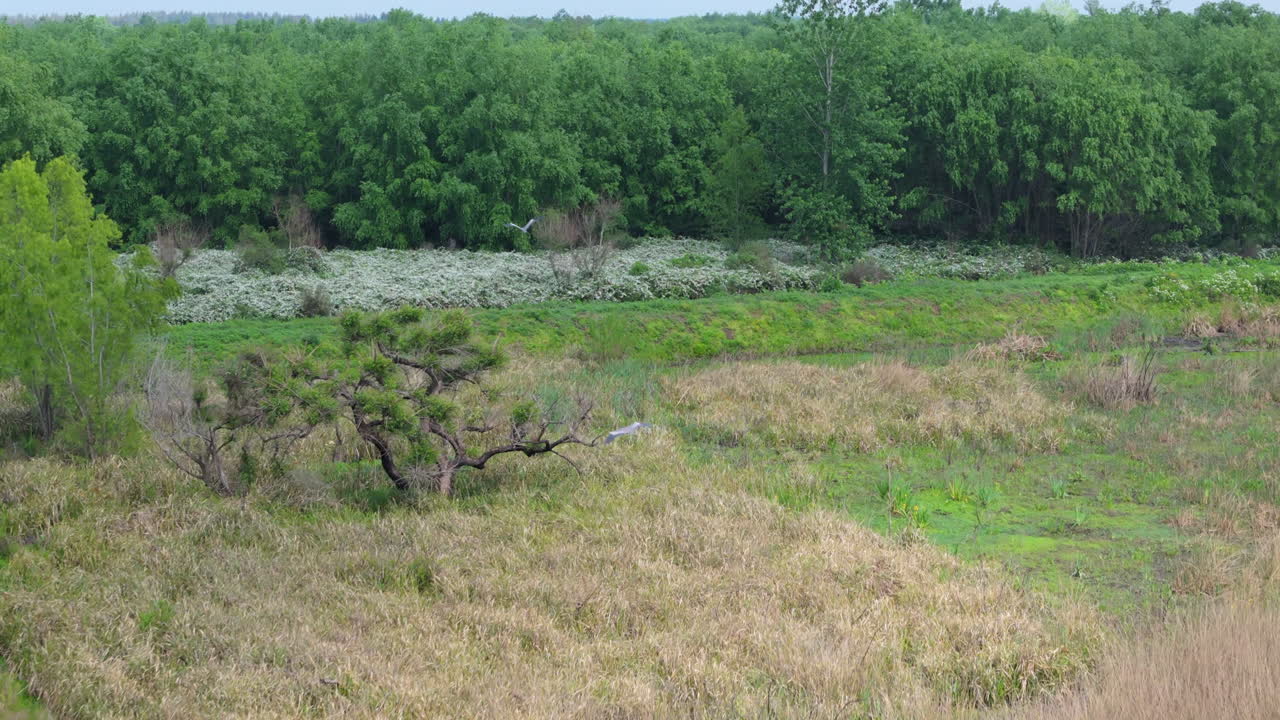 Aerial view of birds flying over a blooming white senna occidentalis plants growing near a green forest and a small stream, showcasing the biodiversity of the region