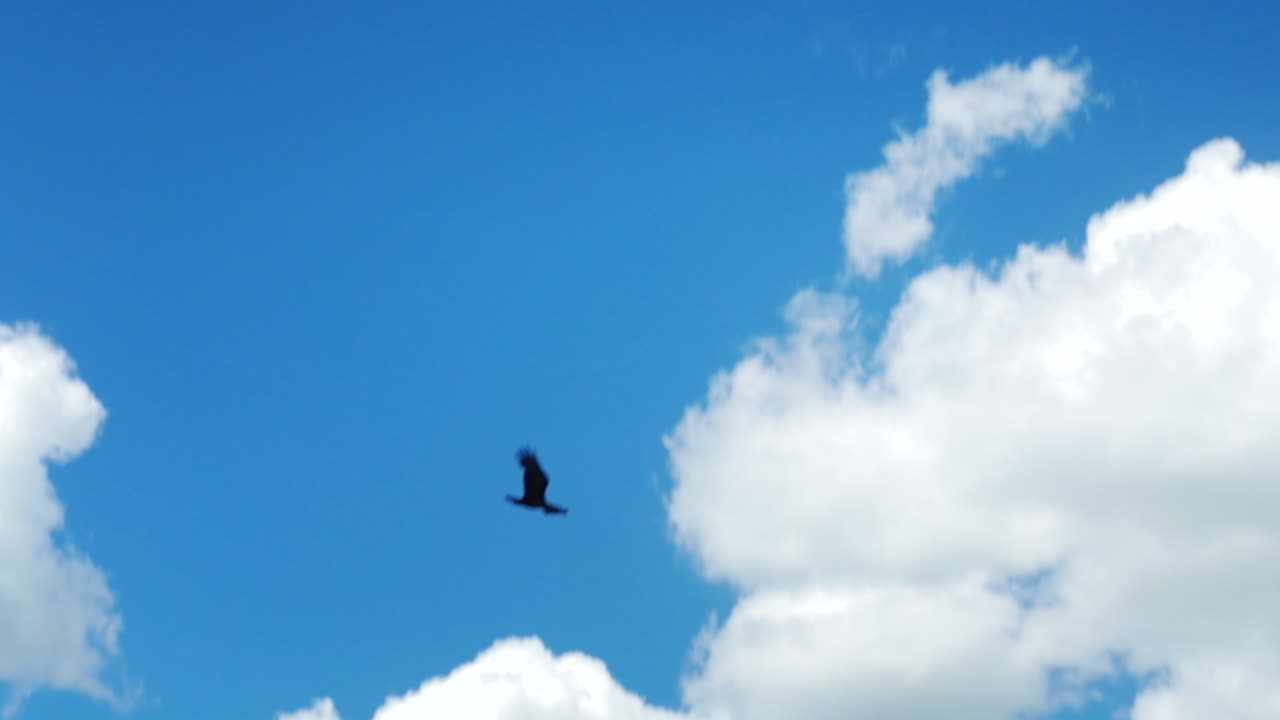 푸른 하늘과 구름을 배경으로 날아다니는 새의 총을 아래로 기울입니다.