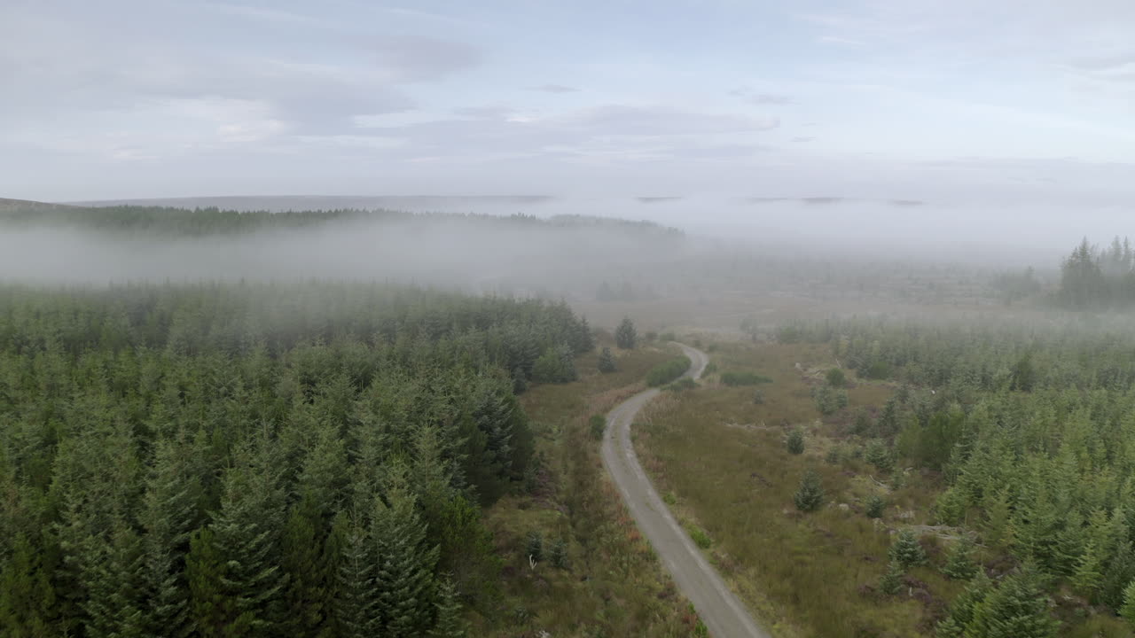 아침 안개 속의 전나무와 그 사이로 이어지는 도로의 조감도