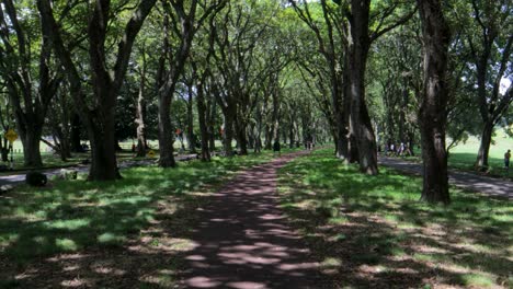 Road-walking-point-of-views-of-tree-greenery-of-urban-park-in-Cornwall-Auckland,-New-Zealand