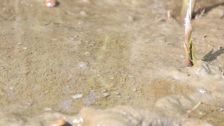 Baby crabs playing in shallow water, marine wildlife