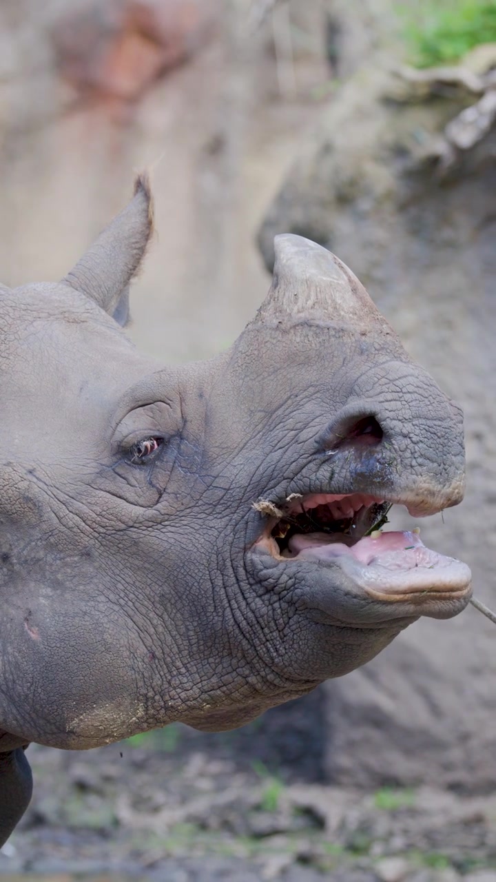 Close-up of a greater one-horned rhinoceros slowly chewing a twig in a naturalistic zoo enclosure, captured in soft daylight with a steady camera