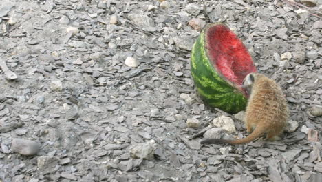 Meerkat-eating-watermelon-a-sunny-day