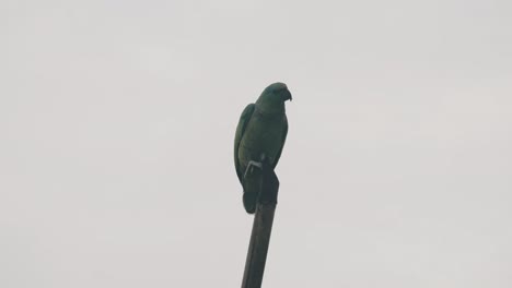 loro festivo encaramado en lo alto de un bosque contra el cielo gris y luego volar