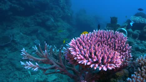 getting close to coral reef, australia