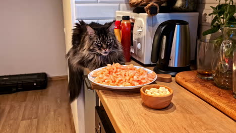 a fluffy maine coon cat intently watches a plate of fresh shrimps and a bowl of garlic on a kitchen table in a cozy latvian home