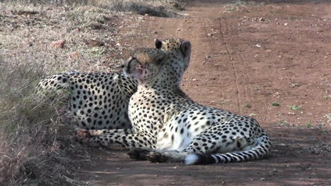 dos guepardos machos descansando a la sombra en un camino polvoriento en el parque nacional africano, de cerca