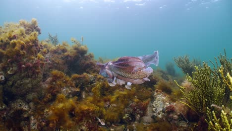 Riesige-Australische-Tintenfische-Sepia-Apama-Migration-Whyalla-Südaustralien-4k-Zeitlupe,-Paarung,-Eier-Legen,-Kämpfen,-Aggregation,-Unter-Wasser