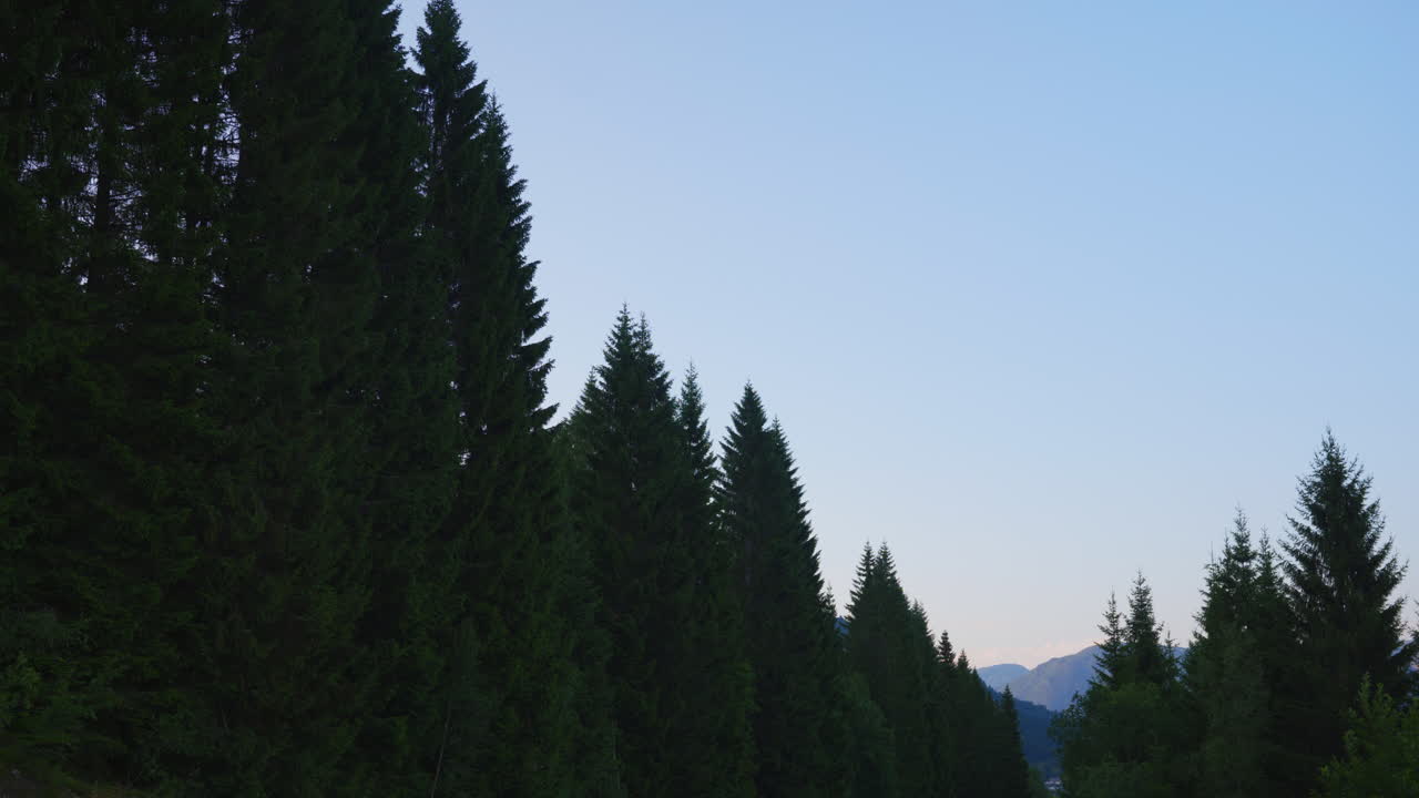Camera looking towards pine trees and the sky