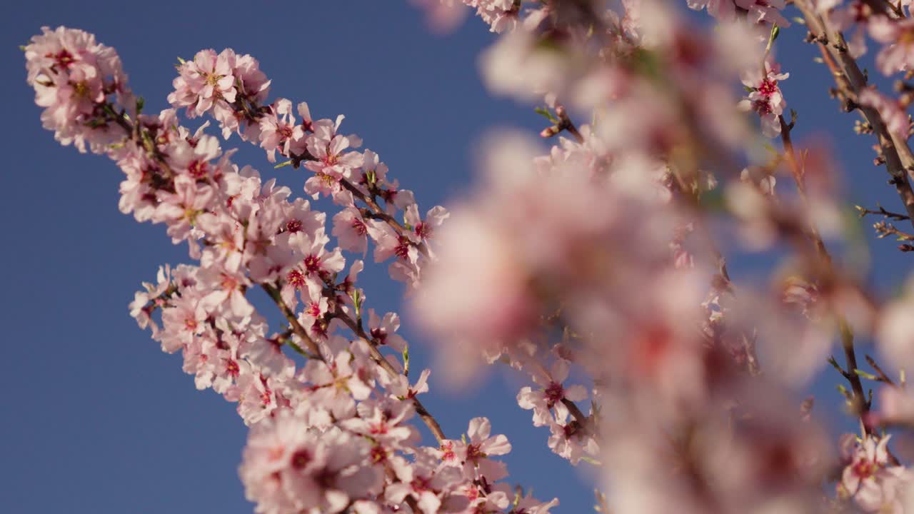 rama de almendra con flores rosadas moviéndose con el viento en cámara lenta