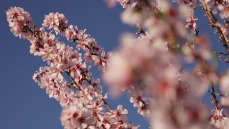 Mandelzweig-Mit-Rosa-Blüten,-Die-Sich-In-Zeitlupe-Im-Wind-Bewegen