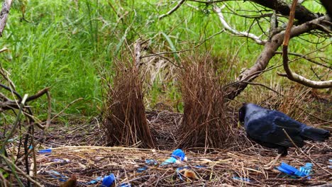 bowerbird satén arregla palos en nido en australia 1