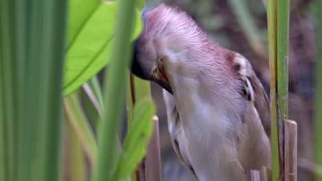 a yellow bittern standing behind the bushes while preening itself - close up shot