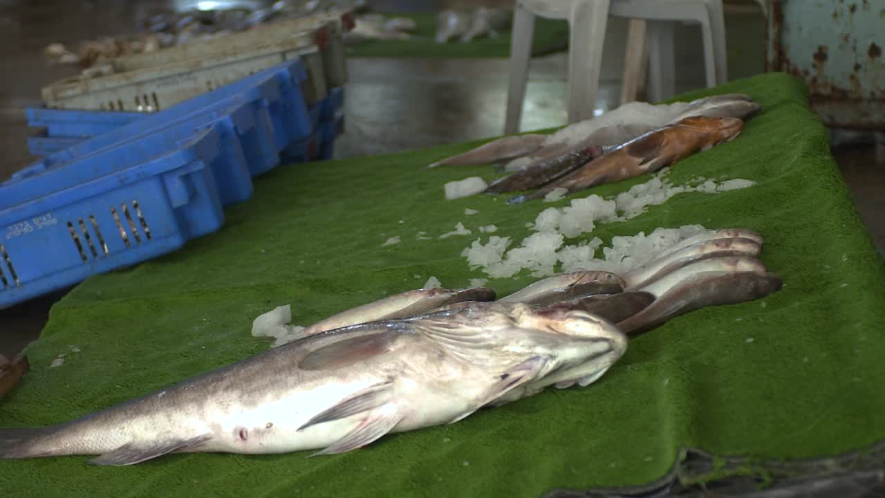 가자 지구 팔레스타인 수산 시장의 녹색 카펫에 놓인 몇 개의 큰 신선한 생선