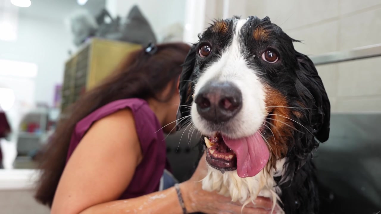 Perro Boyero de Berna mojado siendo bañado por un peluquero profesional