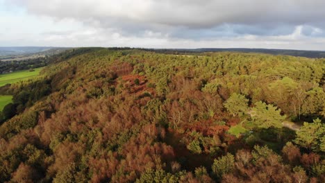 Dolly-Aéreo-Sobre-árboles-De-Haya-Otoñal-Iluminado-Por-El-Sol-En-East-Hill-Devon