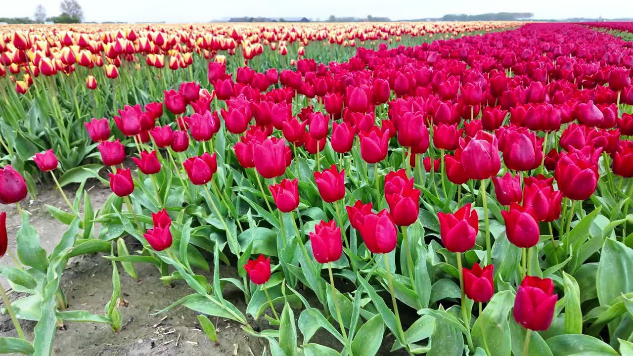 Close view of colorful tulip fields in Netherlands, forward motion