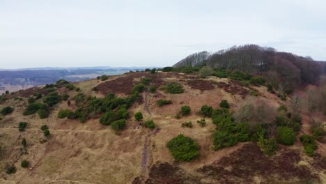 aerial shot of a beautiful forest in denmark