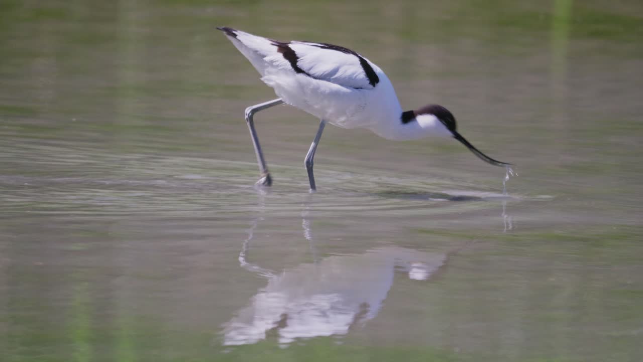 피드 아보 (pied avocet) 은 아보과 스트 (avocet and stilt) 과에 속하는 큰 검은색과 색의 바다새입니다.