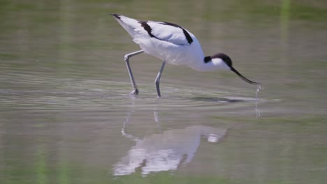 La-Avoceta-De-Varios-Colores,-Un-Gran-Ave-Zancuda-Blanca-Y-Negra-De-La-Familia-De-Las-Avocetas-Y-Los-Zancos,-Recurvirostridae.