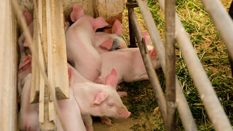 cute litter of piglets cuddling together in the cold in a pigsty