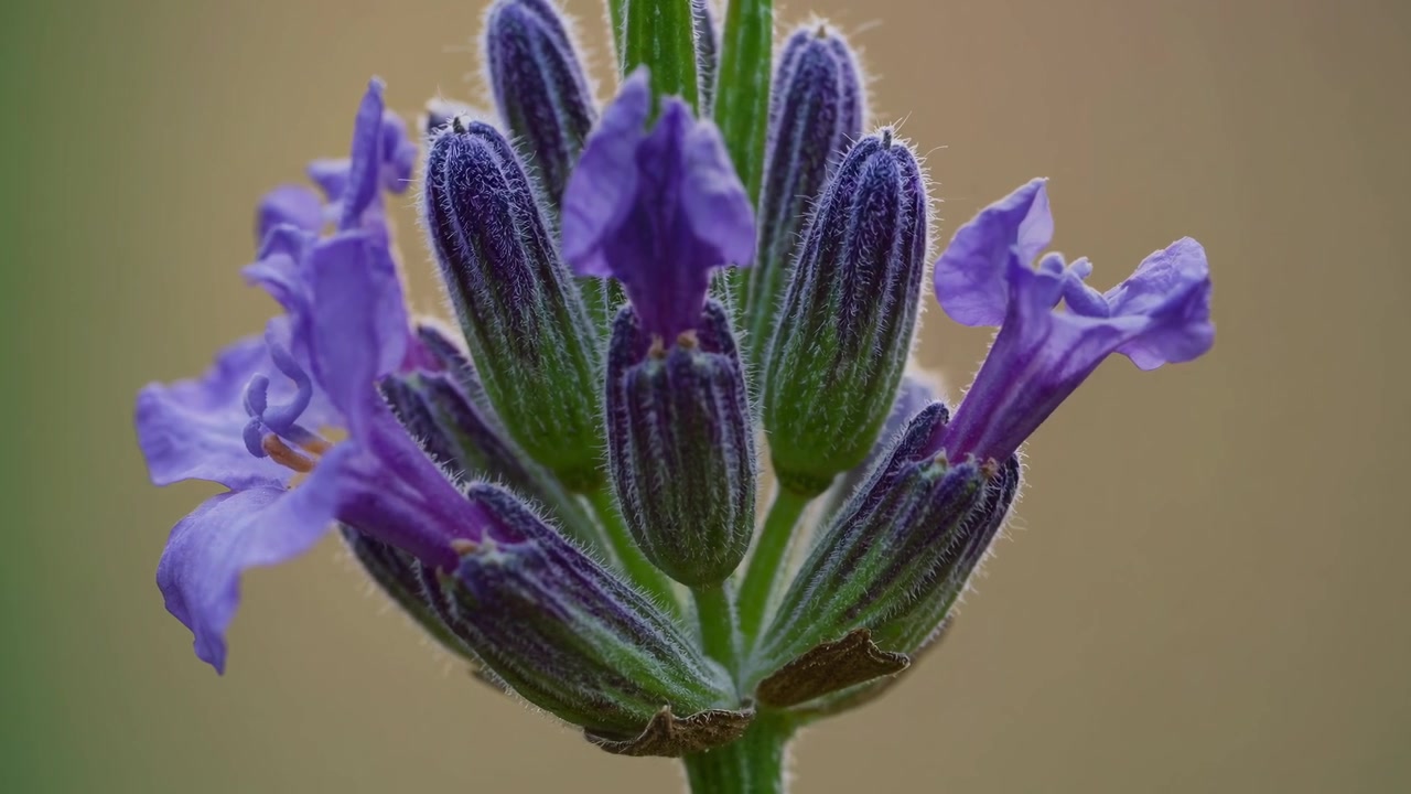 Close-up of Blooming Lavender Flowers in a Garden