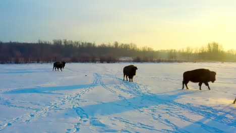 winter sunrise yellow glow reflection of large adult brown mammal buffalo shadows exodus across the habitat and one of them distinctly dances out of formation to go ahead of the herd of bisons 4-6