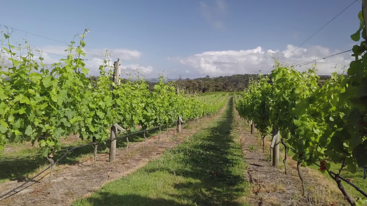 Low shot of a green winery on a sunny in New Zealand