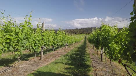 low shot of a green winery on a sunny in new zealand
