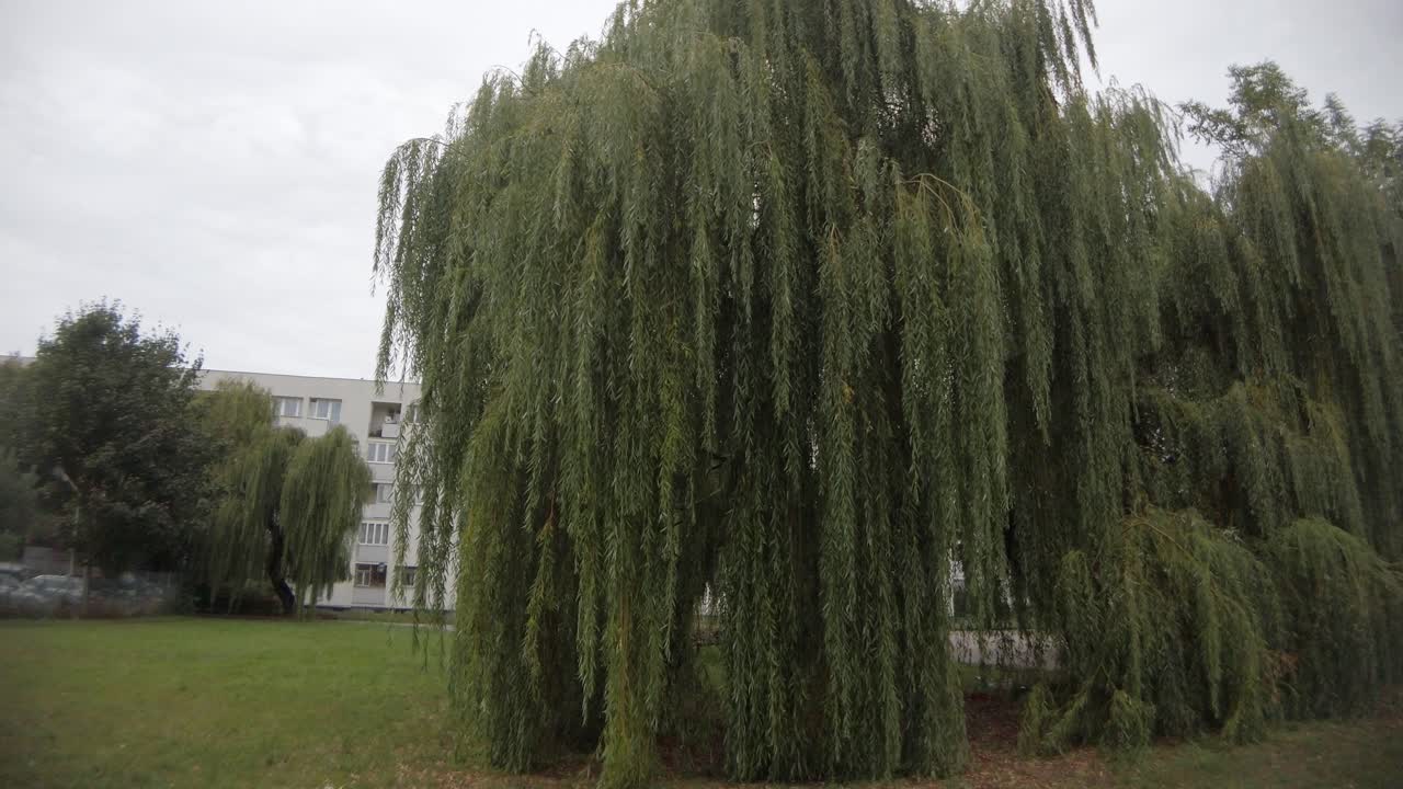 Green willow tree getting shaken by the strong wind in cloudy weather