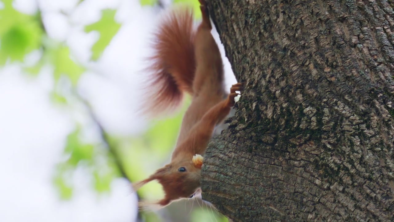 A close up of a red squirrel holding and eating food on the ground, focusing on texture and movement