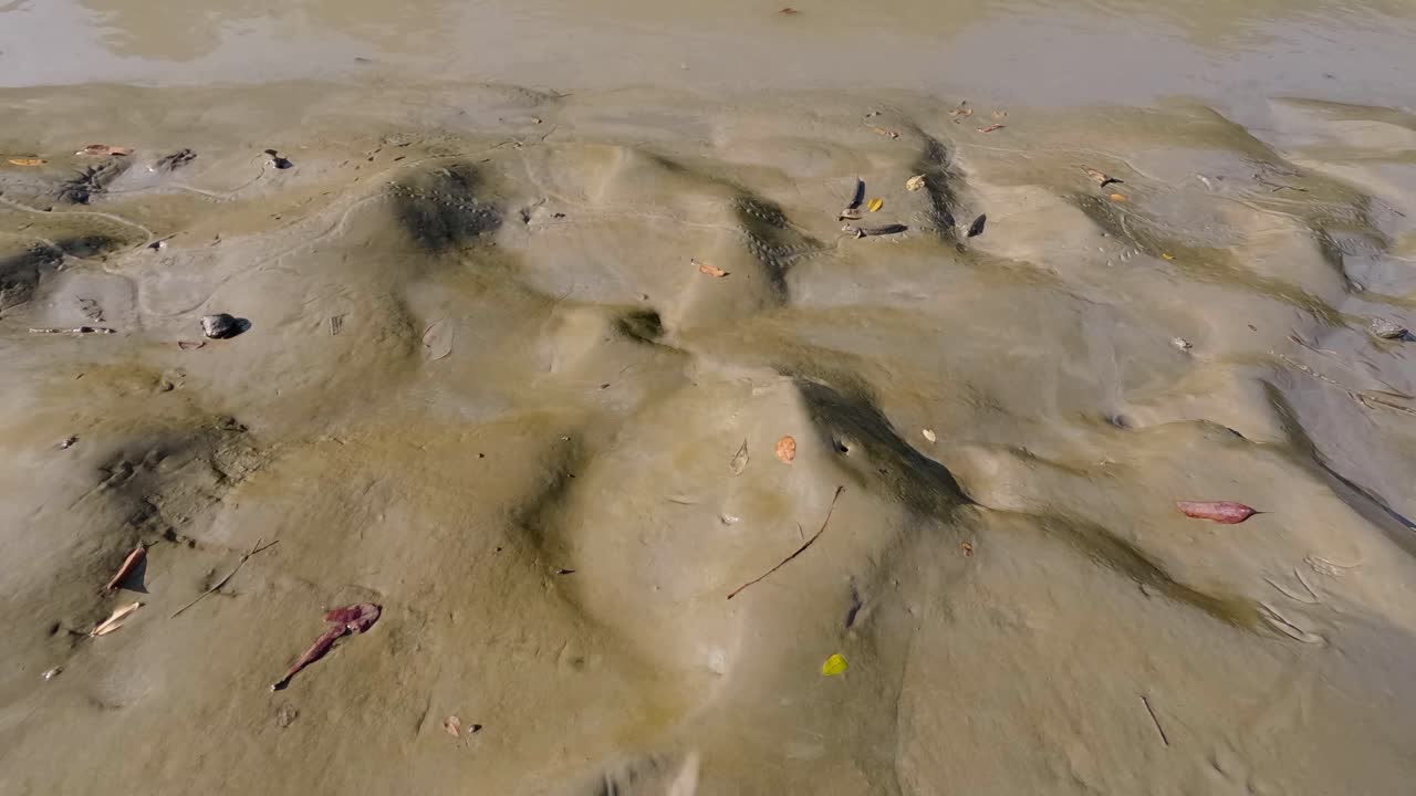 Timelapse of a crab moving through soil and shallow water, Sundarbans mangrove forest area in Ganges Delta