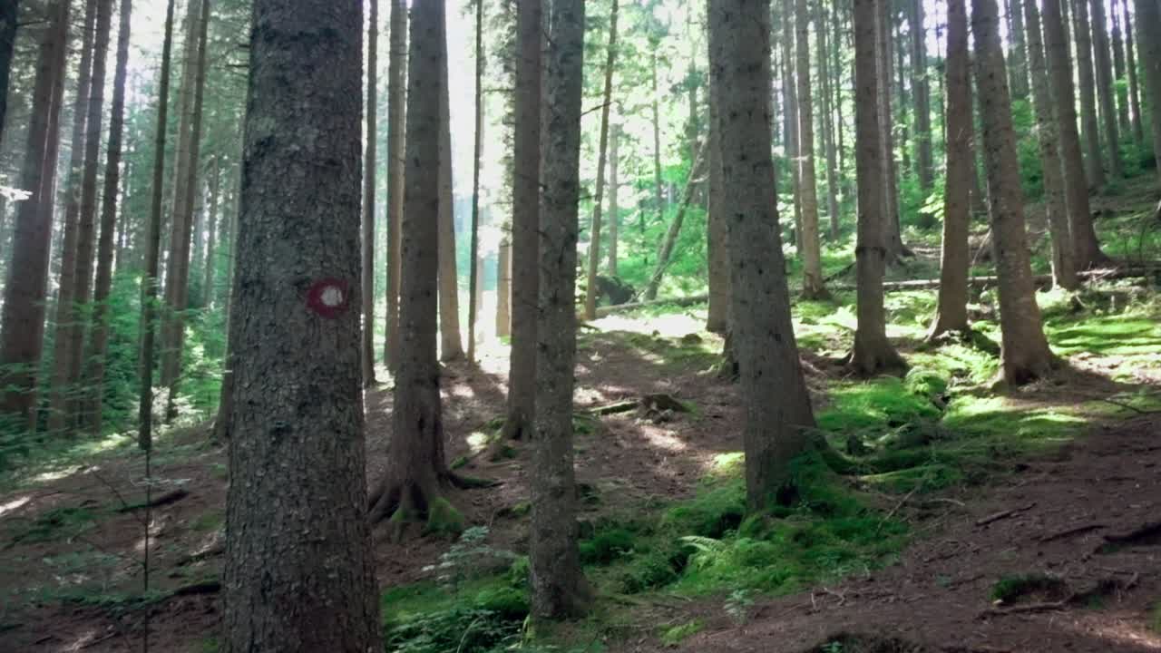 큰 나무가 있는 숲의 편안한 전망