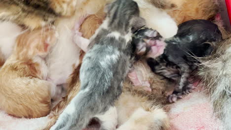 human hand touches newborn kittens