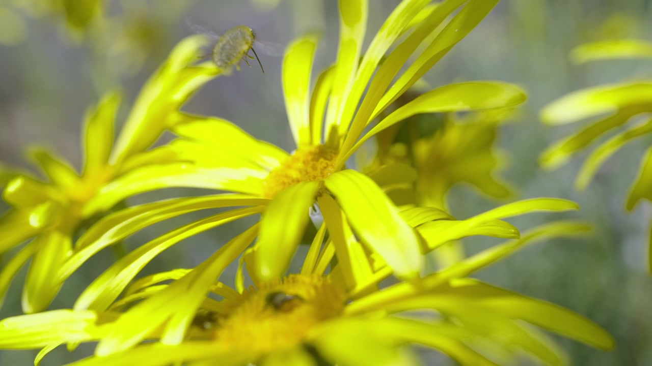unique Bee with long nose