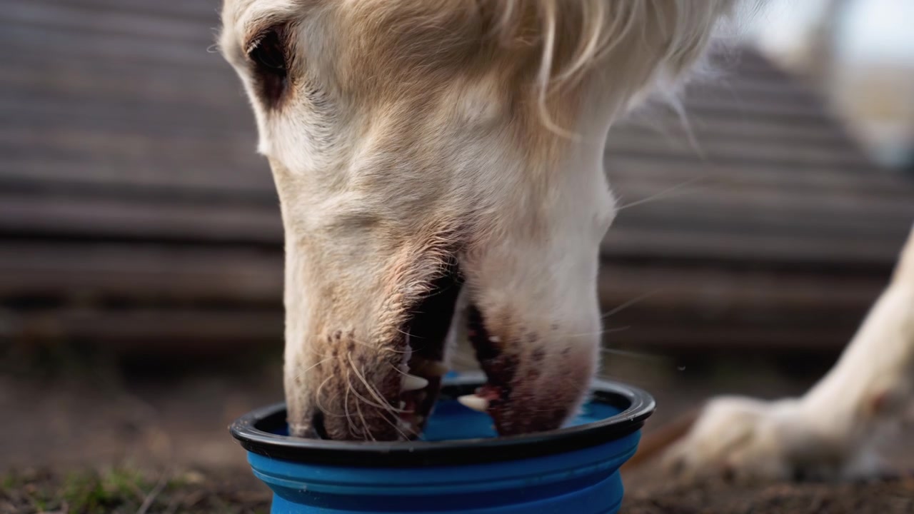 Golden Retriever trinkt Wasser aus blauem faltbaren Napf im Freien. Gesicht und Maul des Hundes sind im Fokus, während er den Rand des Behälters leckt, mit weichem natürlichem Licht, das sein Fell beleuchtet. Holzstruktur