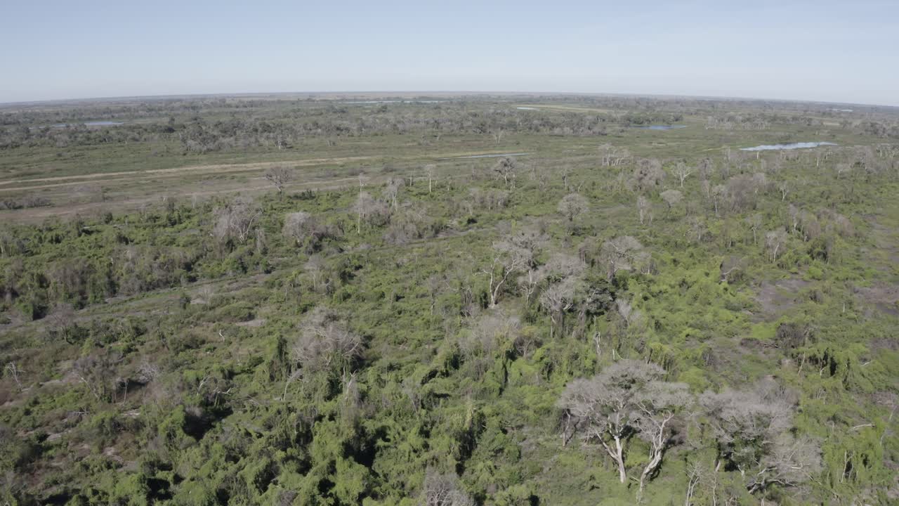 pantanal - 늪지대의 광활한 숲을 촬영하는 드론