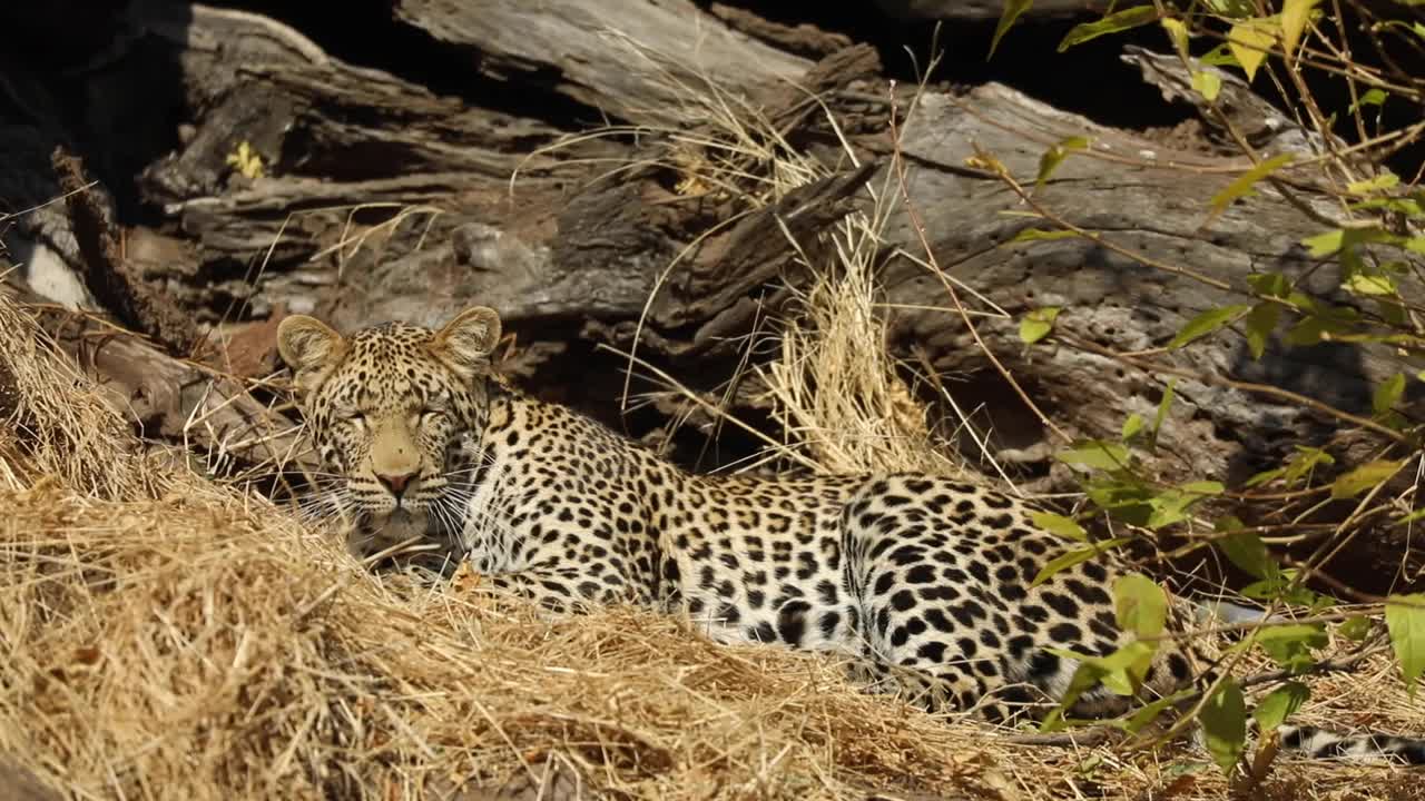plano amplio de un leopardo tendido en la hierba seca, mashatu botswana