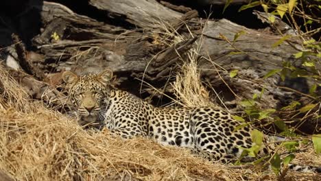 Wide-shot-of-a-leopard-laying-in-the-dry-grass,-Mashatu-Botswana