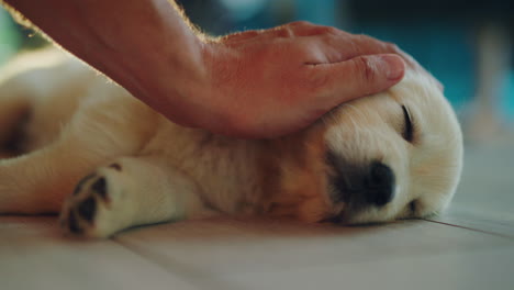 cute puppy is napping on its side, the owner is stroking his fur