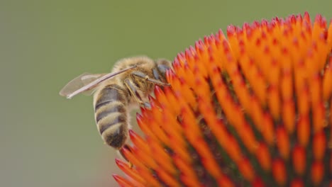 rear view of a wild bee drinking nectar on coneflower head